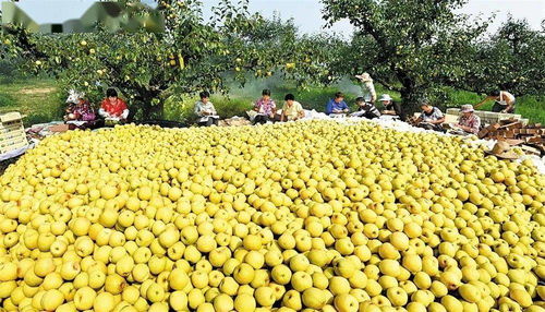 蚌埠羽絨加工基地躋身全省六強，區(qū)域特色產(chǎn)業(yè)迎來發(fā)展新契機